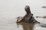 Hippopotamus (Hippopotamus amphibius)