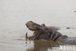 Nijlpaard (Hippopotamus amphibius)