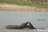 Nijlpaard (Hippopotamus amphibius)