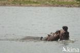 Nijlpaard (Hippopotamus amphibius)