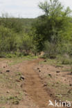 Nijlpaard (Hippopotamus amphibius)