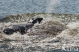 Nijlpaard (Hippopotamus amphibius)