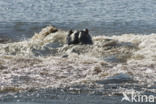 Nijlpaard (Hippopotamus amphibius)