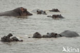 Nijlpaard (Hippopotamus amphibius)