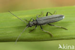 Oedemera lurida