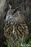 Eurasian Eagle-Owl (Bubo bubo)