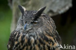 Eurasian Eagle-Owl (Bubo bubo)