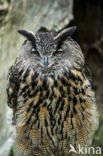 Eurasian Eagle-Owl (Bubo bubo)