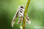 Oleander Hawk-Moth (Daphnis nerii)