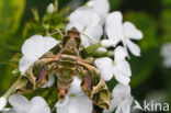 Oleander Hawk-Moth (Daphnis nerii)