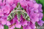 Oleander Hawk-Moth (Daphnis nerii)