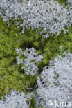 Cladonia portentosa