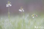 Orange-tip (Anthocharis cardamines)