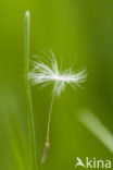 Common Dandelion (Taraxacum vulgare)