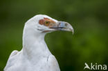 Palm-nut Vulture (Gypohierax angolensis)