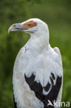 Palm-nut Vulture (Gypohierax angolensis)