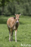 Pere David s deer (Elaphurus davidianus)