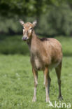 Pere David s deer (Elaphurus davidianus)