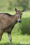 Pere David s deer (Elaphurus davidianus)