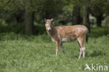 Pere David s deer (Elaphurus davidianus)