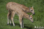 Pere David s deer (Elaphurus davidianus)