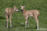 Pere David s deer (Elaphurus davidianus)