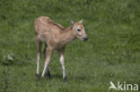 Pere David s deer (Elaphurus davidianus)