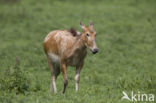 Pere David s deer (Elaphurus davidianus)