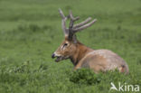 Pere David s deer (Elaphurus davidianus)