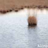 Purple Moor-grass (Molinia caerulea)