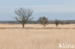 Purple Moor-grass (Molinia caerulea)