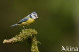 Blue Tit (Parus caeruleus)