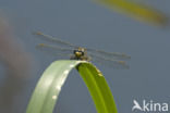 Plasrombout (Gomphus pulchellus)