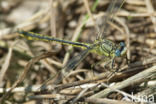 Plasrombout (Gomphus pulchellus)