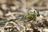 Plasrombout (Gomphus pulchellus)