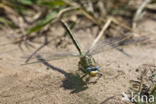 Plasrombout (Gomphus pulchellus)