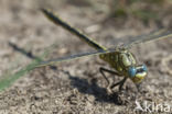 Plasrombout (Gomphus pulchellus)