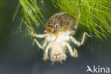 Waterbug (Ilyocoris cimicoides)