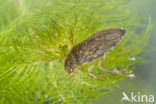 Waterbug (Ilyocoris cimicoides)