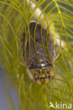 Waterbug (Ilyocoris cimicoides)