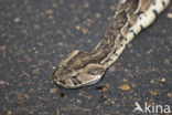 African puff-adder (Bitis arietans)