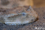 African puff-adder (Bitis arietans)