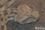 African puff-adder (Bitis arietans)