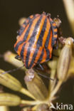 black and red striped bug (Graphosoma lineatum