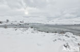 Rannoch Moor