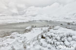 Rannoch Moor