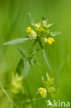 Yellow-rattle (Rhinanthus spec.)