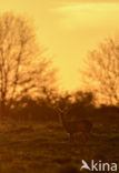 Roe Deer (Capreolus capreolus)