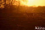 Roe Deer (Capreolus capreolus)