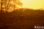 Roe Deer (Capreolus capreolus)